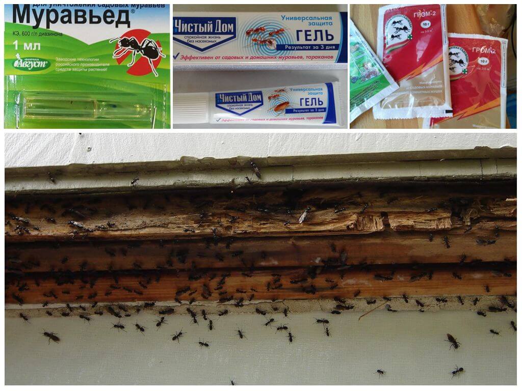 Как избавиться от муравьёв в бане народными и химическими средствами