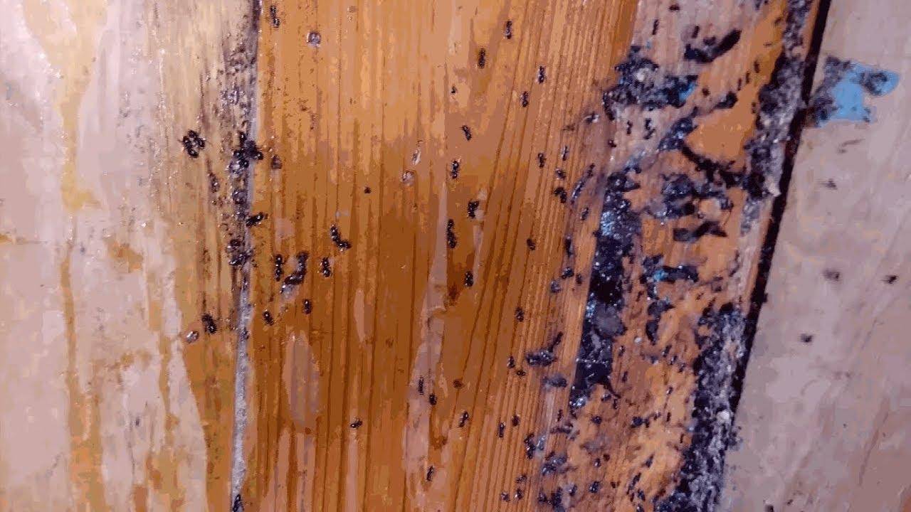 Как избавиться от муравьев в бревенчатой бане: чем их травить, обзор популярных средств - домашние наши друзья