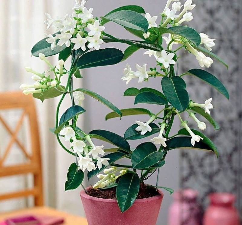 Самые ароматные комнатные растения. цветы с лучшим запахом. список названий с фото — ботаничка.ru