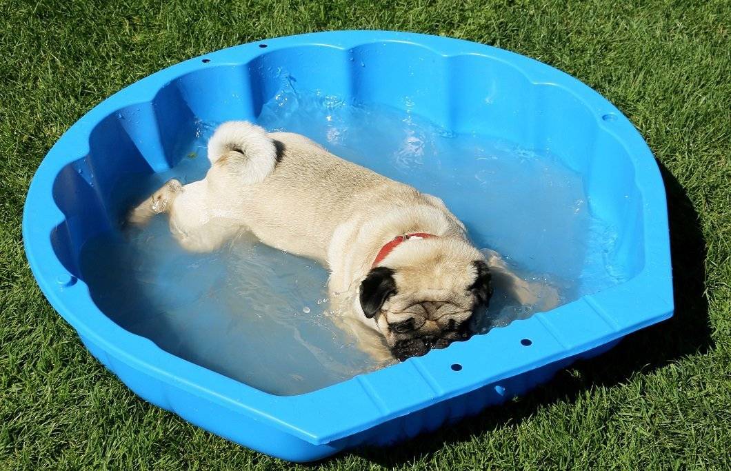 День собаки: как помочь животным в жару