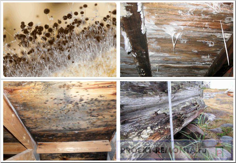 Грибок и плесень под деревянным полом: причины появления и методы уничтожения
