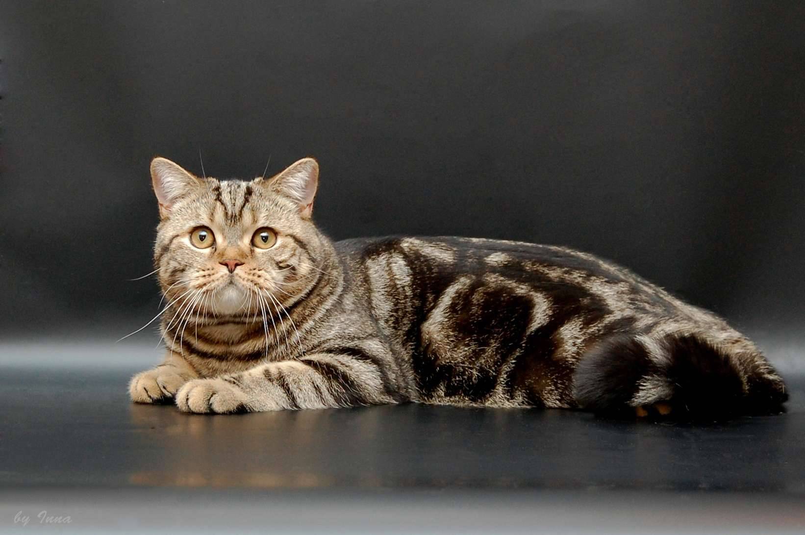 Полосатый окрас у котов: породы с описанием, стандарты и особенности, фото