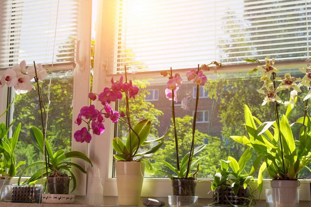 Растения которые могут расти без света комнатные