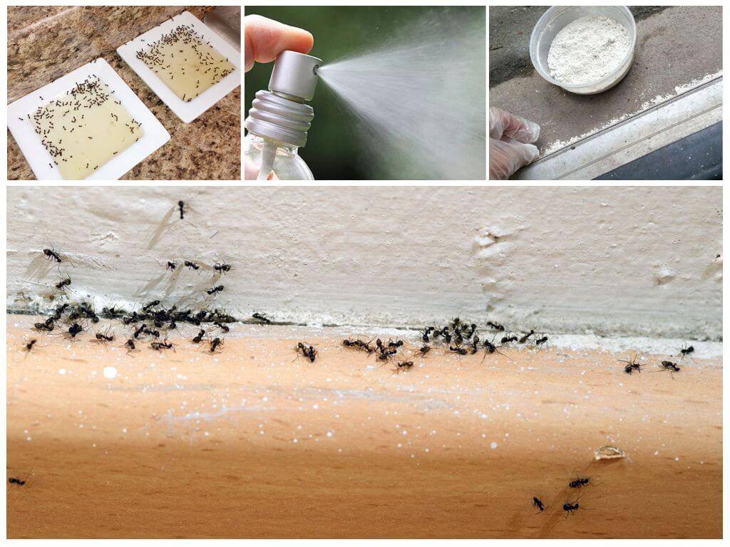 5 способов избавиться от муравьев в бане в домашних условиях