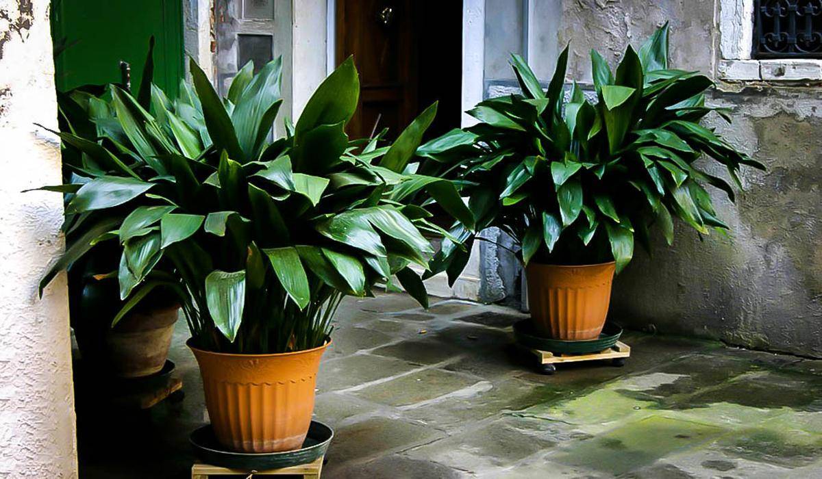 Влияние света и тени на развитие комнатных растений: как правильно расположить комнатные растения