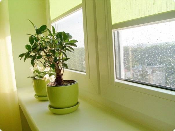 8 комнатных растений, которые не боятся сквозняков. условия, уход, фото — ботаничка.ru
