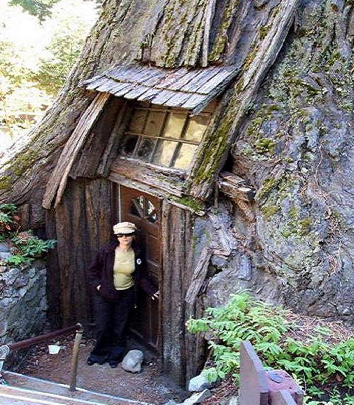 Дом в стволе дерева: фото и описание креативного жилья