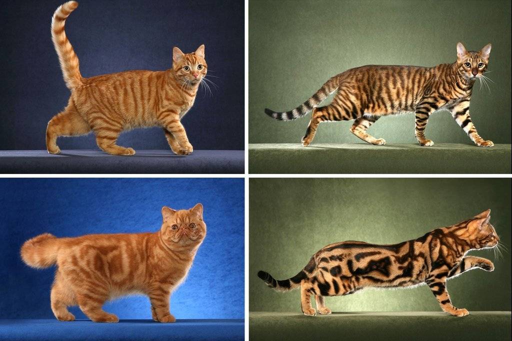 Полосатый кот: породы серых породистых кошек, 18 самых популярных кошек с полосатым окрасом, сравнительная таблица