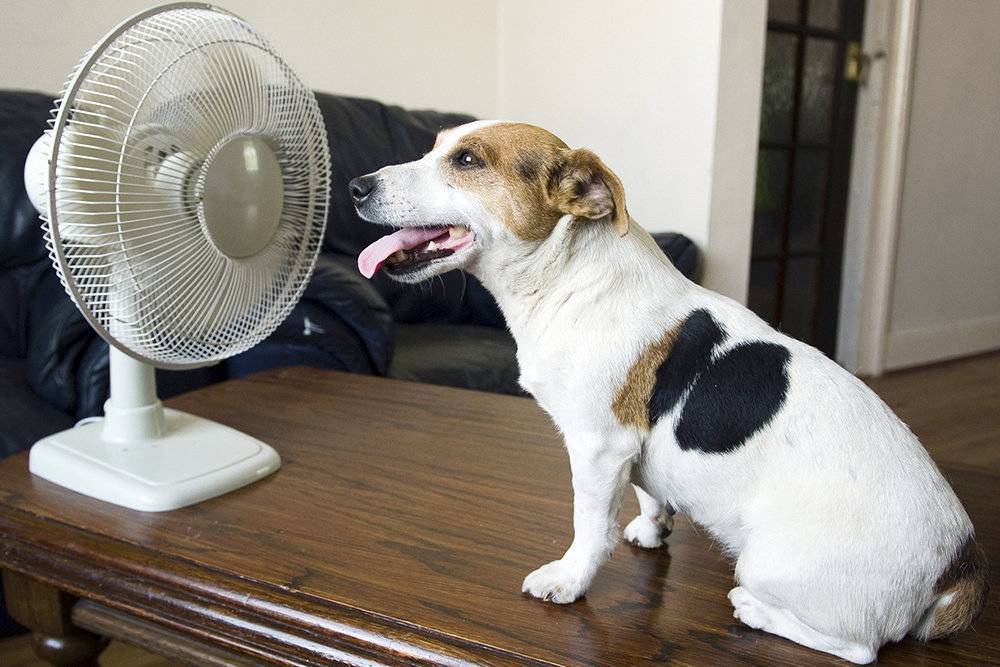Как помочь домашним животным в жару