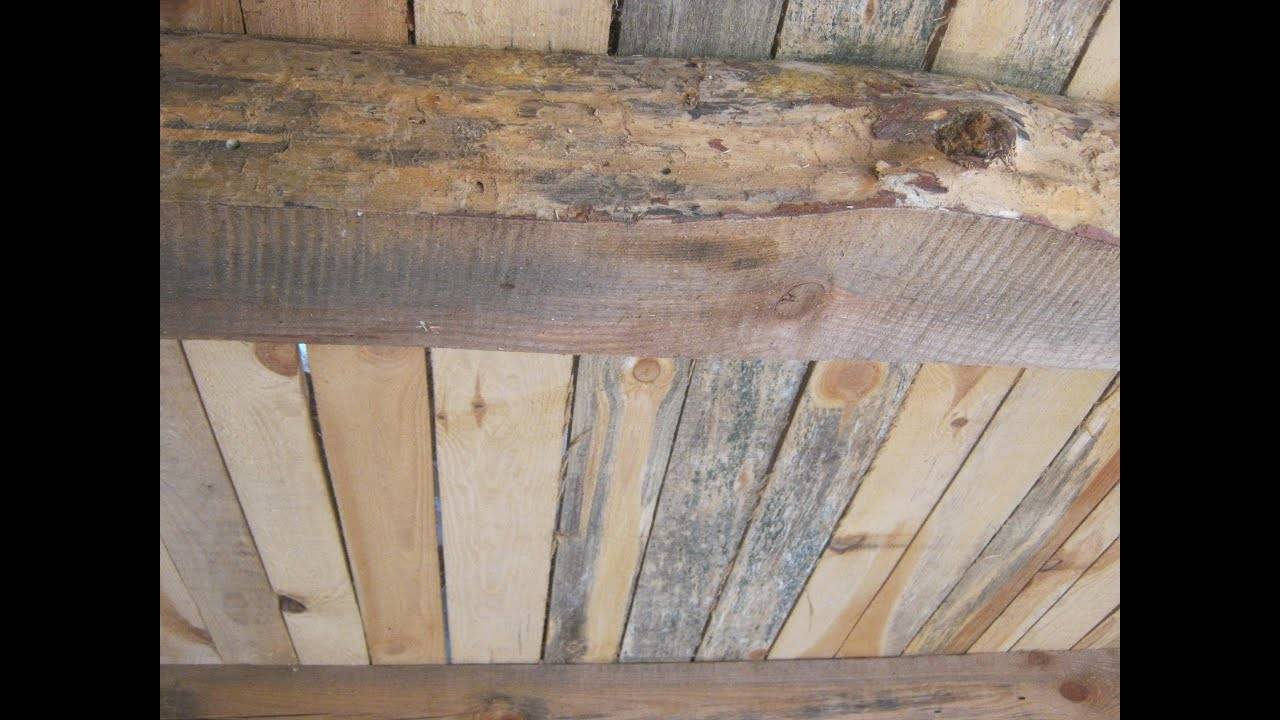 Обработка древесины от грибка и плесени: 7 способов | строительство. деревянные и др. материалы