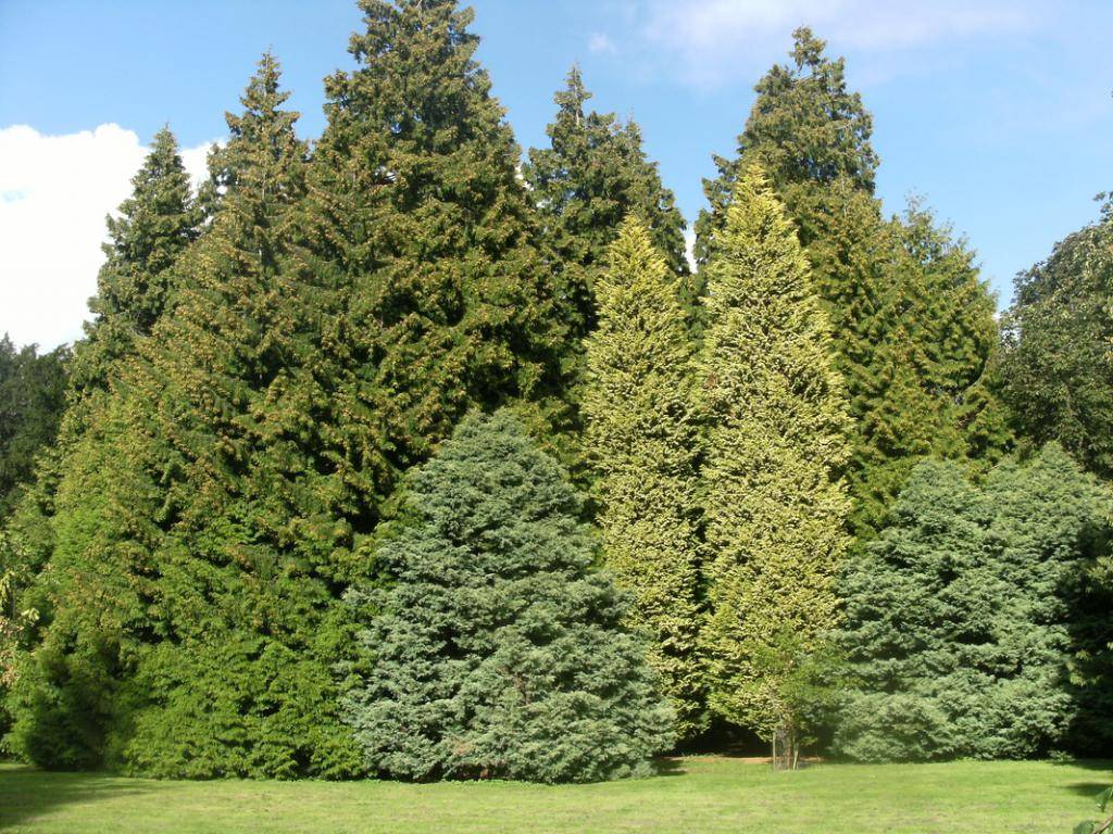 Срочное озеленение: хвойные и другие быстрорастущие деревья