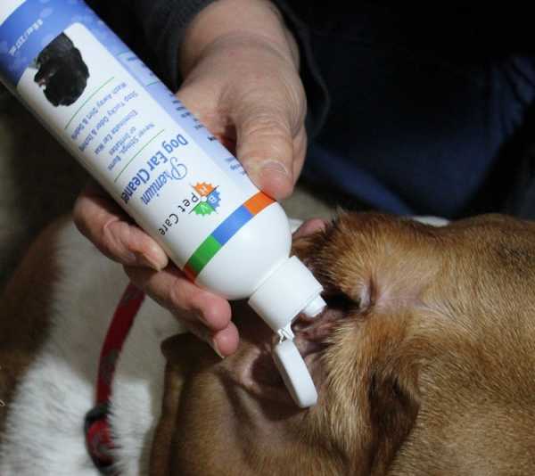 Неприятный запах от собаки: должна ли пахнуть собака, источники запаха, правила гигиены, как избавиться от запаха