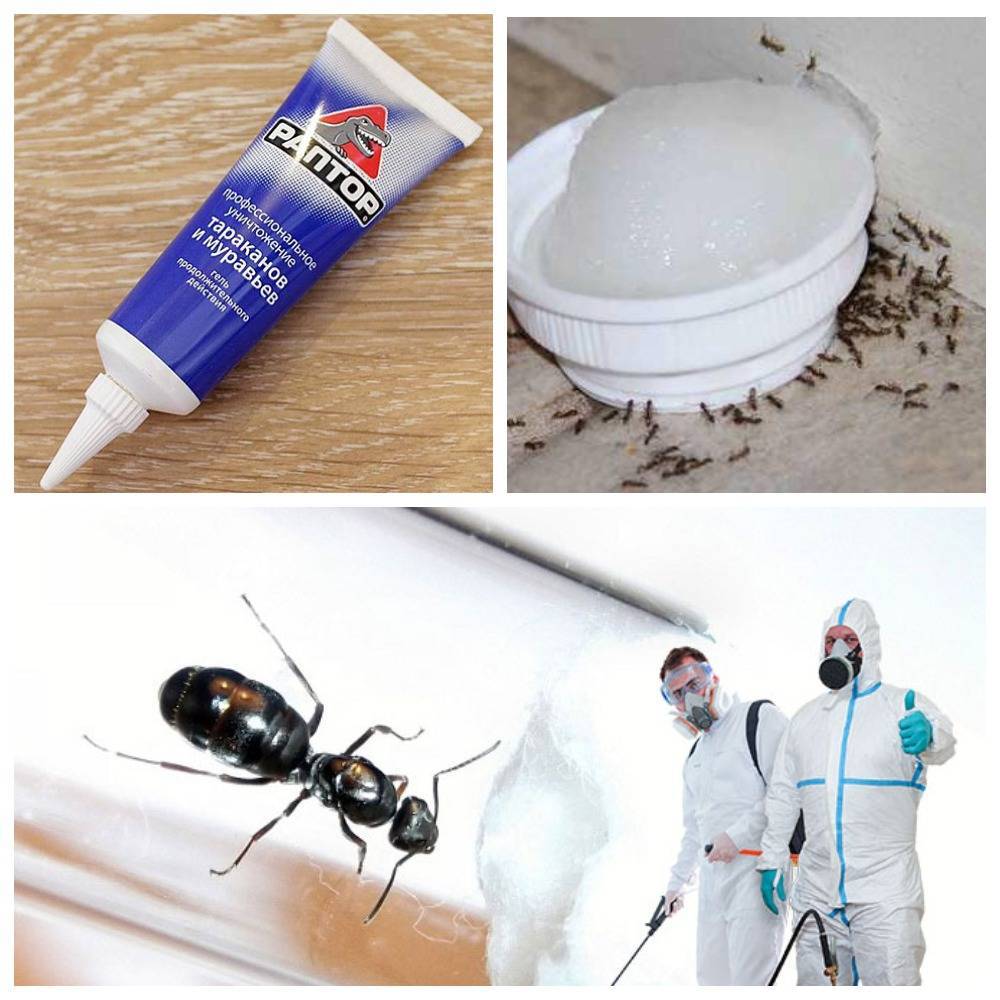 Как вывести муравьев из бани