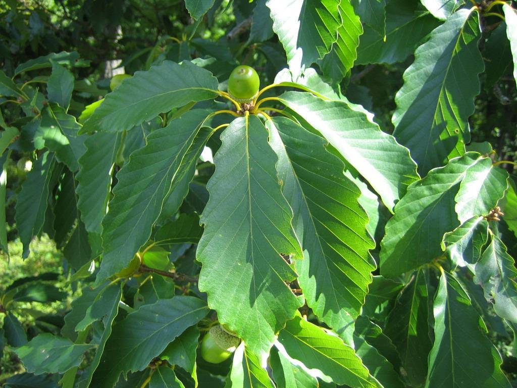 Разновидности деревьев фото. Дуб каштановый Quercus prinus. Дуб каштановый Quercus Montana. Quercus Montana дерево. Гибрид дуба каштана.