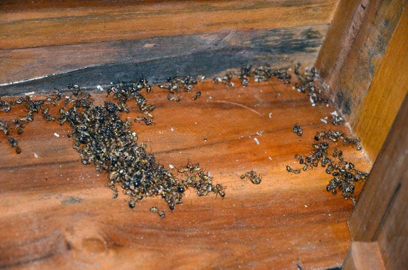 Как можно избавиться от муравьев в бане?