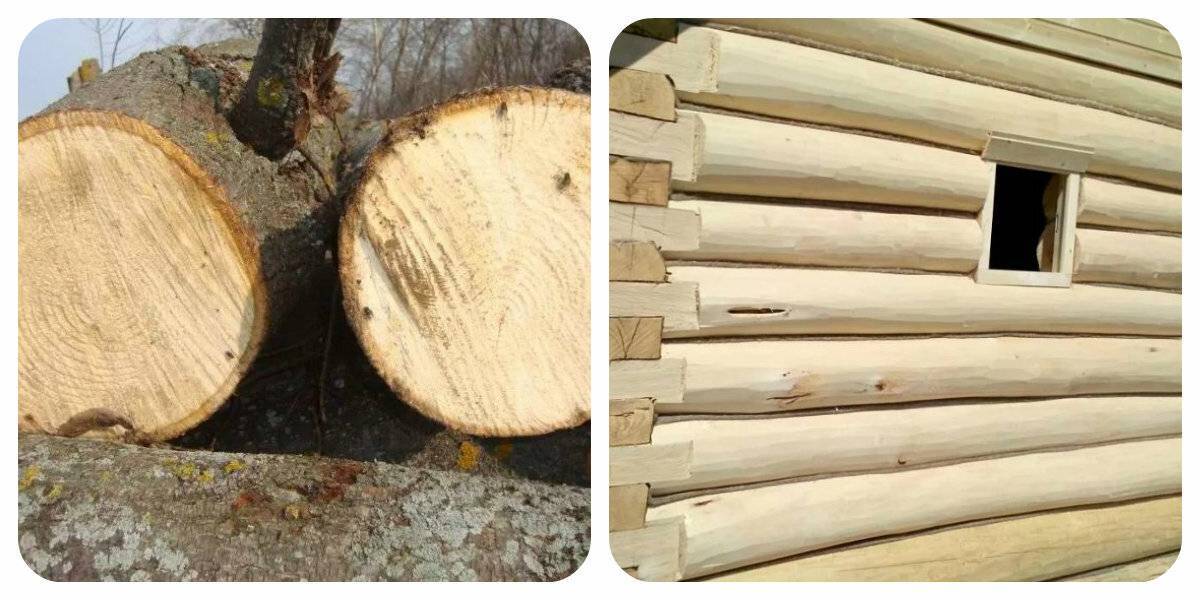 Какое дерево лучше для бани: из чего строить, делать обшивку, какая древесина где годится - в парилке, моечной и других помещениях