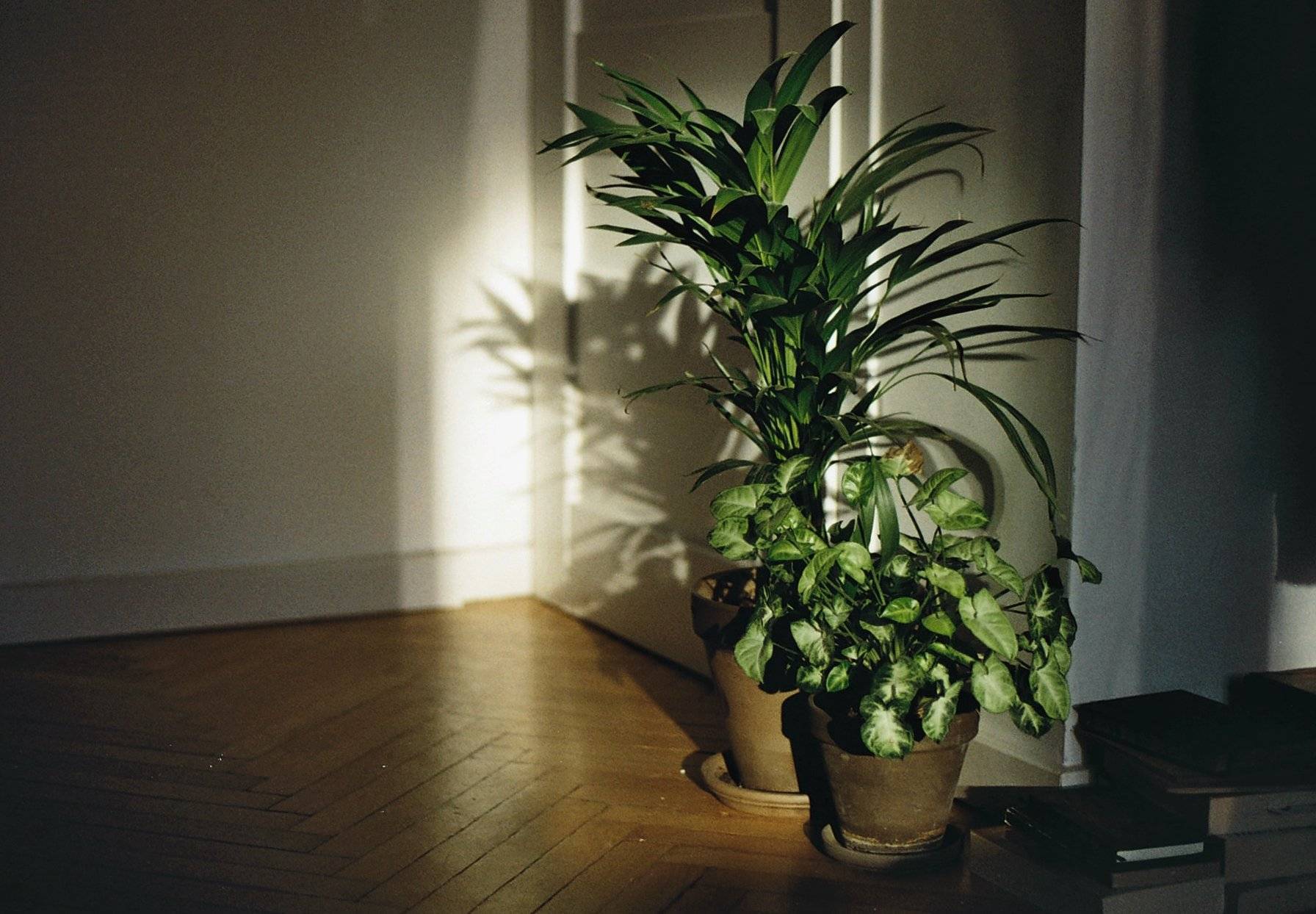 8 растений для тёмных комнат — описание и фото