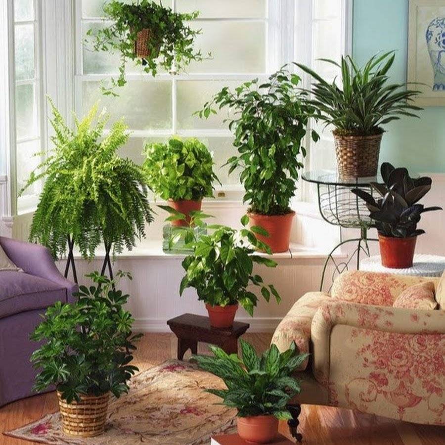 Подальше от окна — теневыносливые растения. комнатные растения растущие в тени — ботаничка.ru