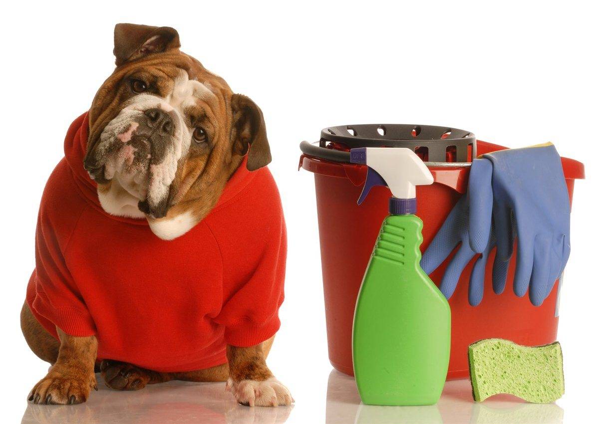 Как избавиться от запаха собаки - пошаговая инструкция как избавиться от запаха собаки + 70 фото