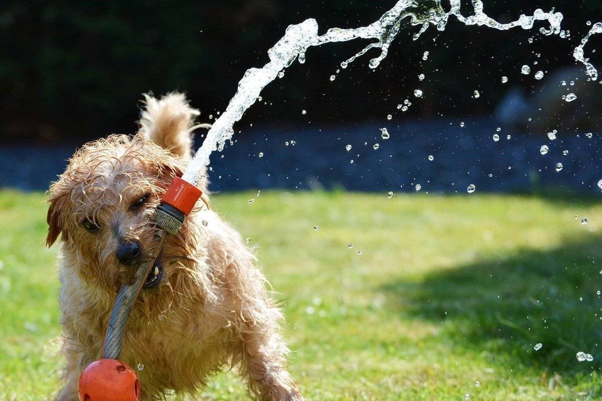 День собаки: как помочь животным в жару — петропавловск news