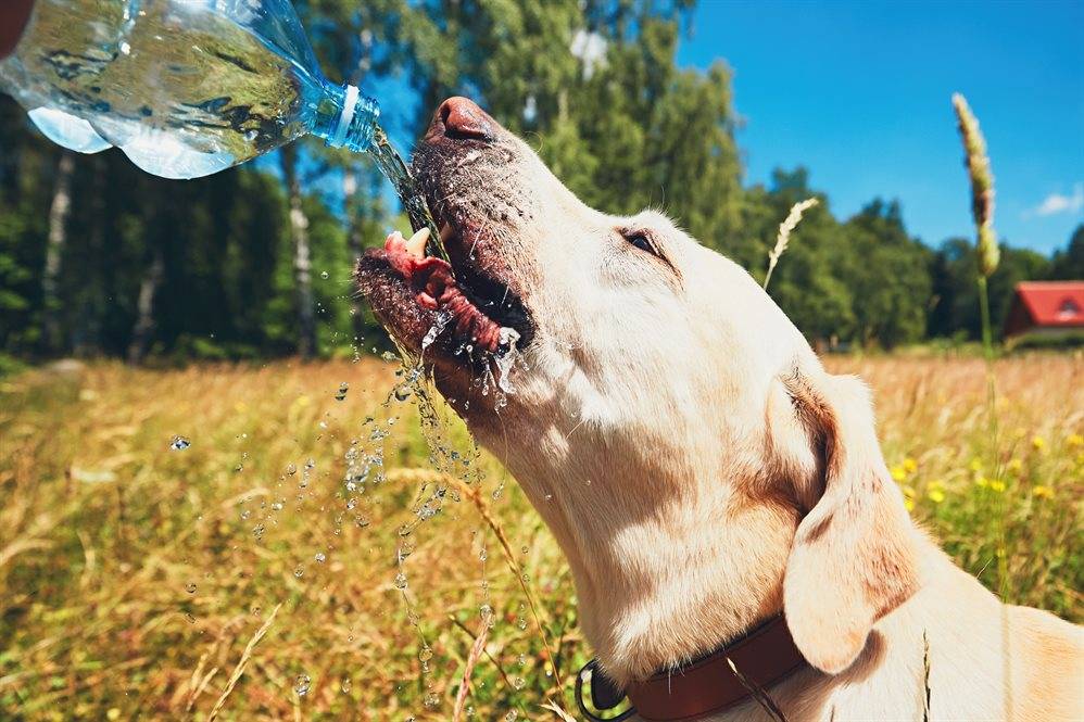 Как помочь собаке в жару — как ведут себя питомцы, можно ли их купать, как охладить