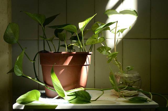 Комнатные растения которым не нужен солнечный свет - журнал садовода ryazanameli.ru