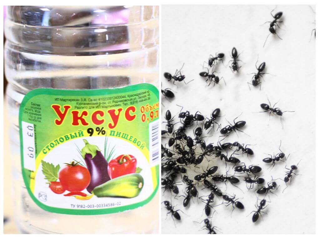 Как избавиться от муравьев в бане: народными и химическими средствами  