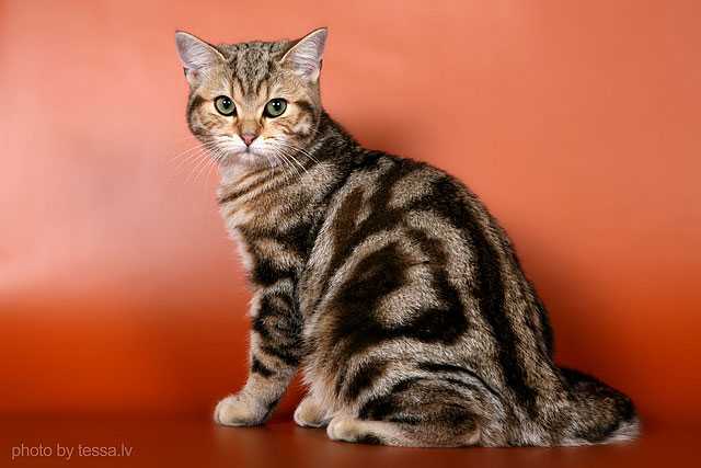 Полосатые коты - обзор русской породы кошек