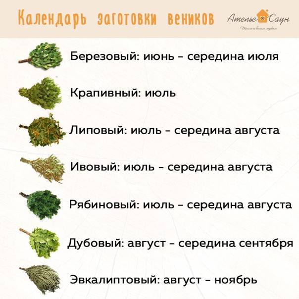 Когда заготавливать веники для бани? как сушить и хранить веники :: syl.ru