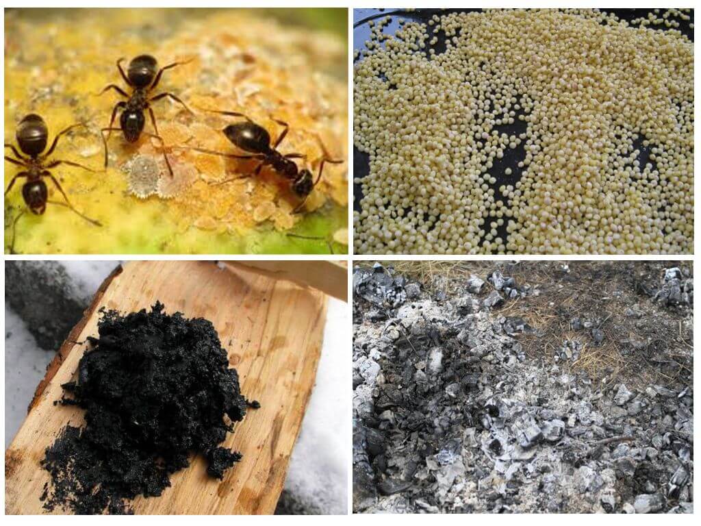 Как избавиться от муравьёв дома и на даче навсегда: обзор лучших методов