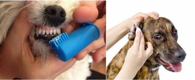 Какие запахи ненавидят собаки  -