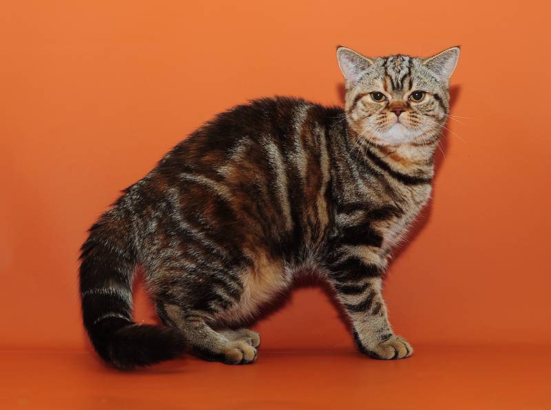 Серый полосатый кот - описание и фото породы