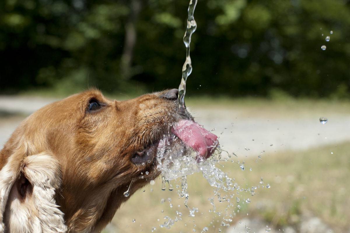 Как помочь домашним животным справиться с жарой?