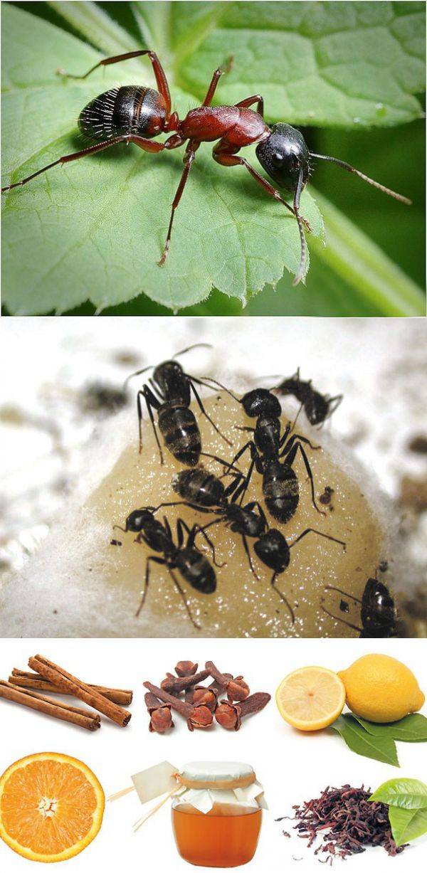 Как избавиться в частном доме от черных муравьев: профилактика, способы борьбы народными и химическими средствами