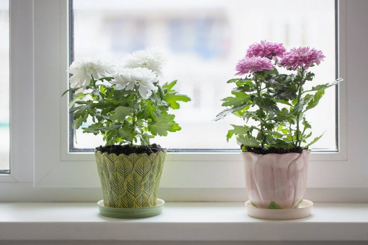 Лучшие комнатные цветы для офиса – 10 полезных цветов на рабочем месте