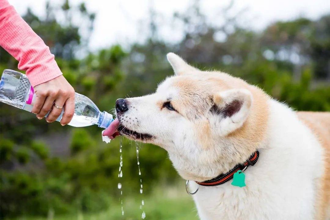 Как помочь собаке в жару: 12 способов