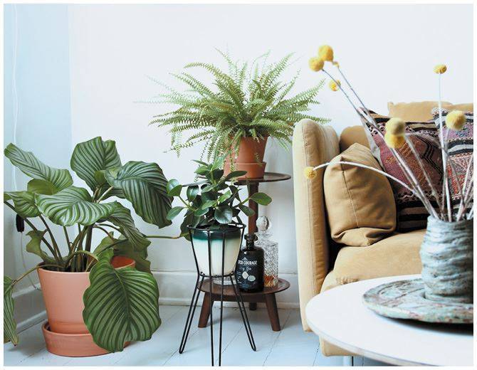 Комнатные растения в интерьере квартиры и дома (фото),
