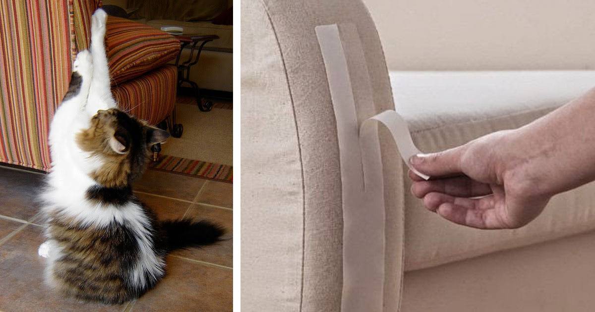 Как отучить кошку портить мебель: мнение экспертов
