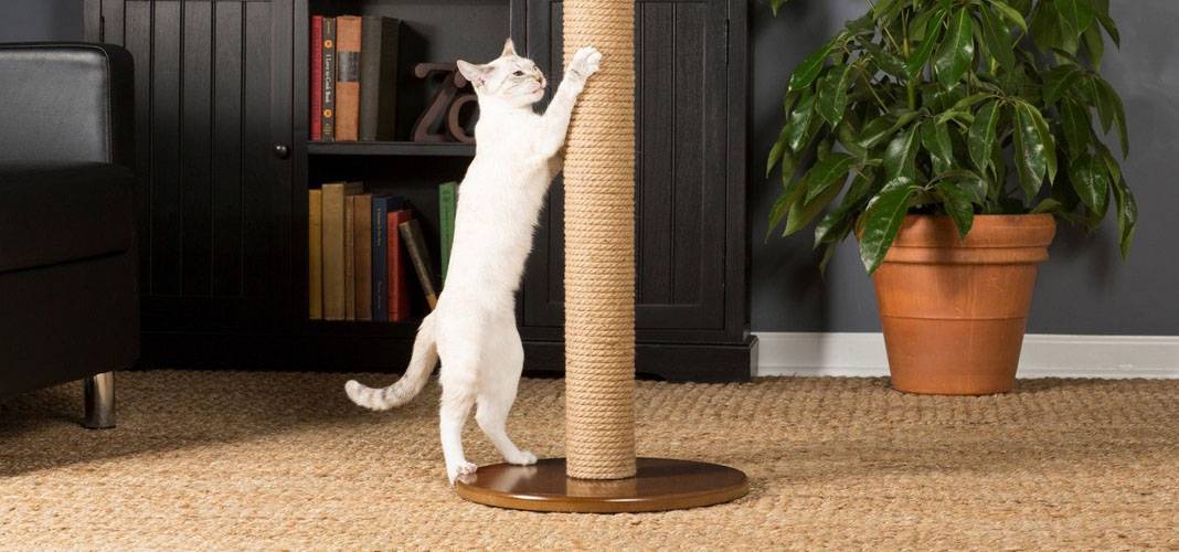4 способа спасти мебель от когтей кошки: советы ветеринаров