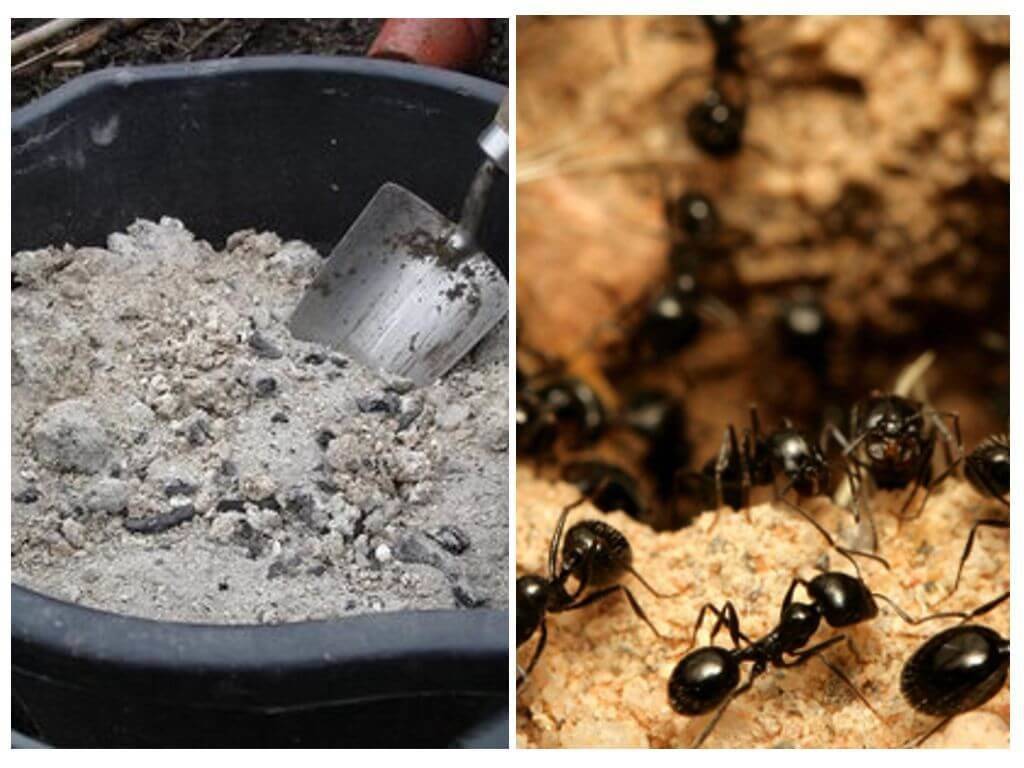 Как избавиться от муравьев в бане, вывести их народными средствами