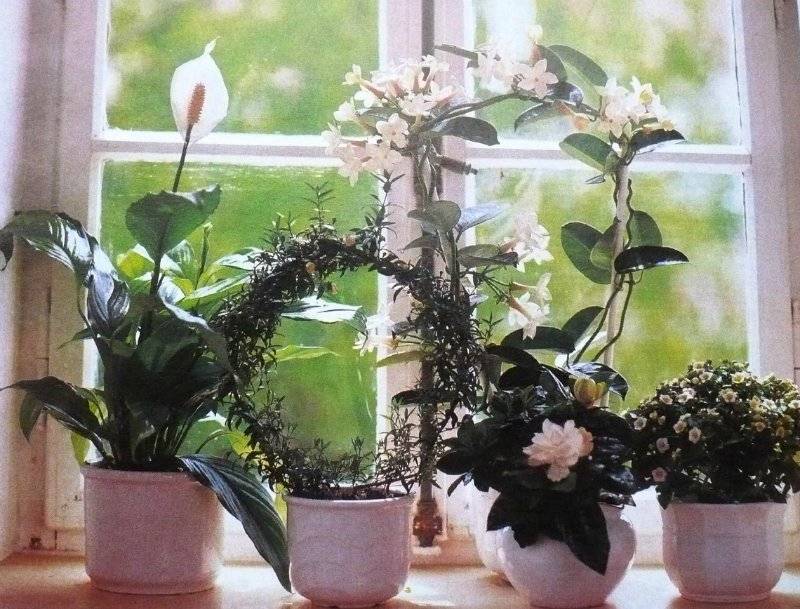 10 неприхотливых растений для ванной комнаты без окна + фото