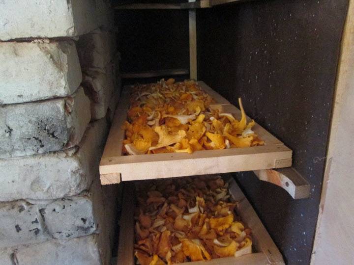 Как сушить грибы в домашних условиях правильно