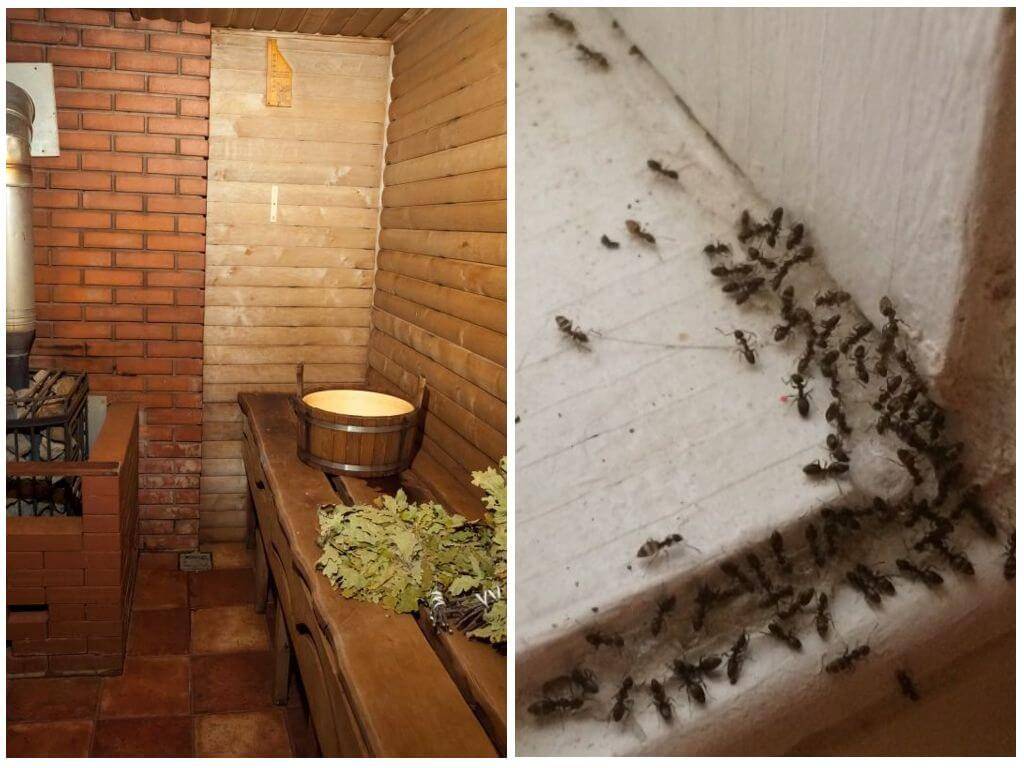 О методах борьбы с муравьями в бревенчатой бане: как избавиться от насекомых