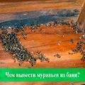 Как очистить дом от чёрных муравьёв – простые способы